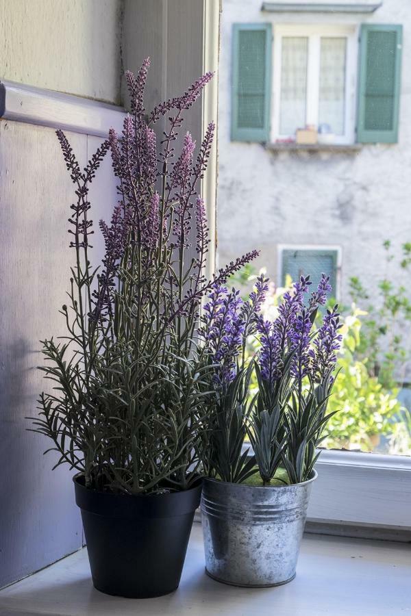 Casa Angiolina - Holidays - Appartamento Dolce Letargo Morcote Exterior photo